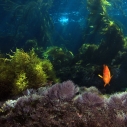 Cobalt Forest MPA Melvin Moncrieff Marine Protected Area Oceans Garibaldi